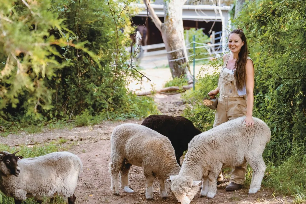 Angela Ferraro-Fanning's four Romney sheep and one Shetland sheep eat forage left over by the horses, help reduce equine parasite loads, fertilize the soil as they graze, and provide wool. (Darya Sedyh)