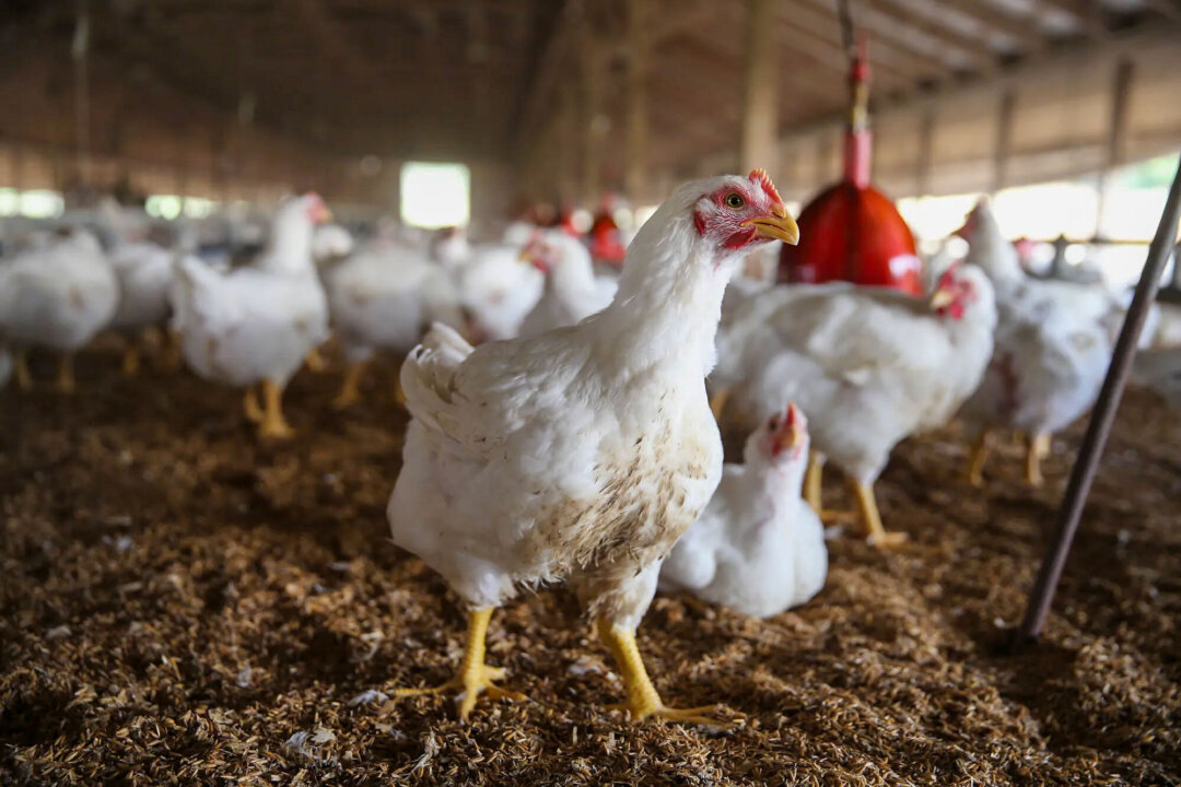 Outbreak Eradicated: Avian Flu Restrictions Lifted After 320,000 Animals Culled