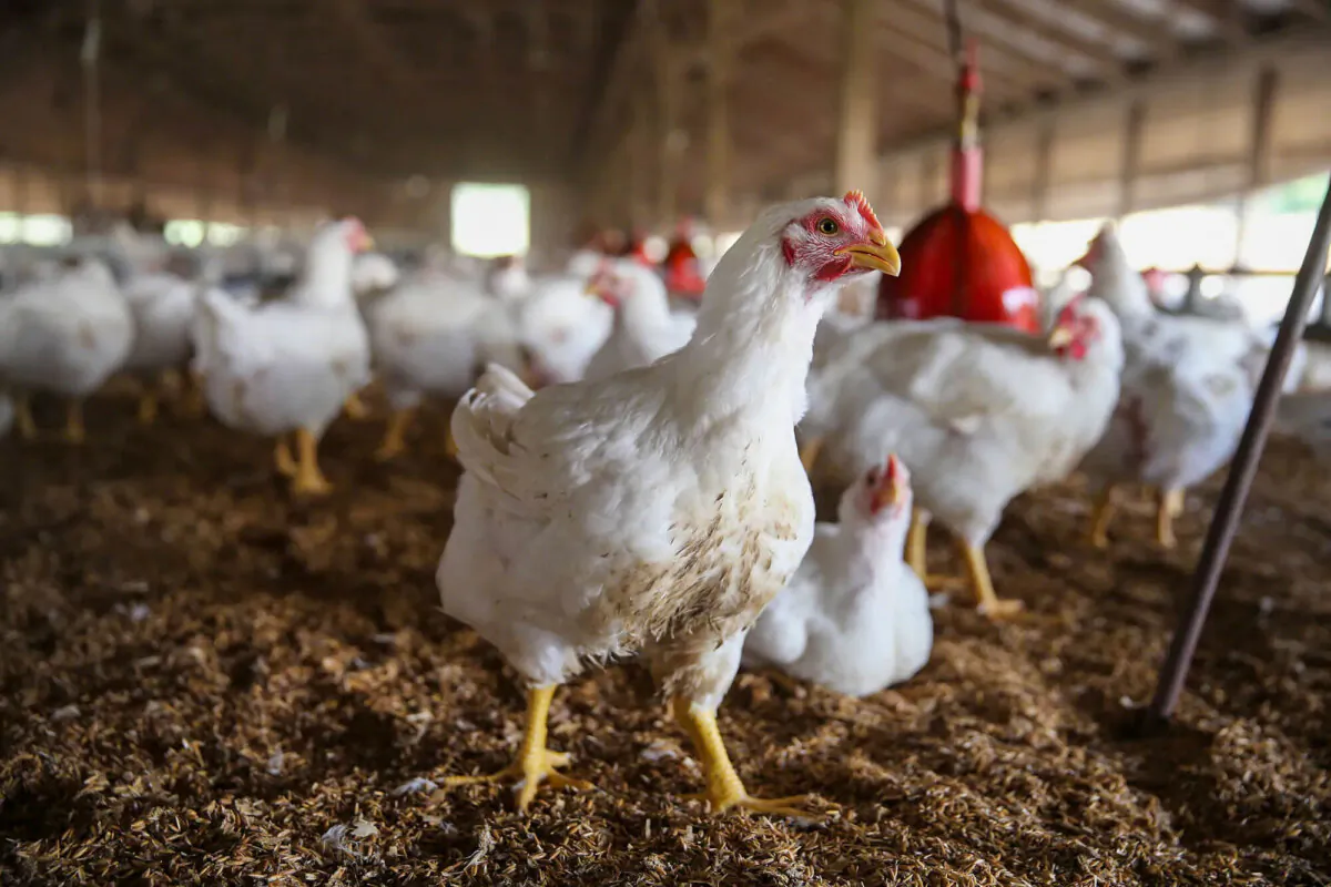 Chickens gather around a feeder at a farm in a file photo. (Scott Olson/Getty Images)