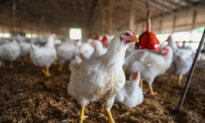 Louisiana Reports Its 1st Probable Bird Flu Case Among Humans