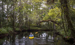 Paddle the Loxahatchee River, One of Two National Wild and Scenic Rivers in Florida