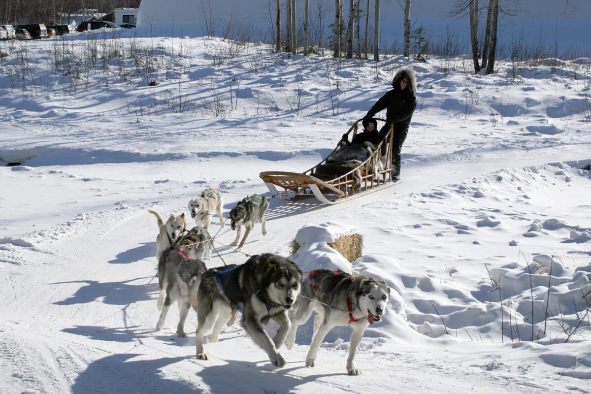 Zipping around the bend near Chena Hot Springs, Alaska. (Brian Adams/State of Alaska)