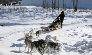 The Effervescent Joy of Dog Sledding