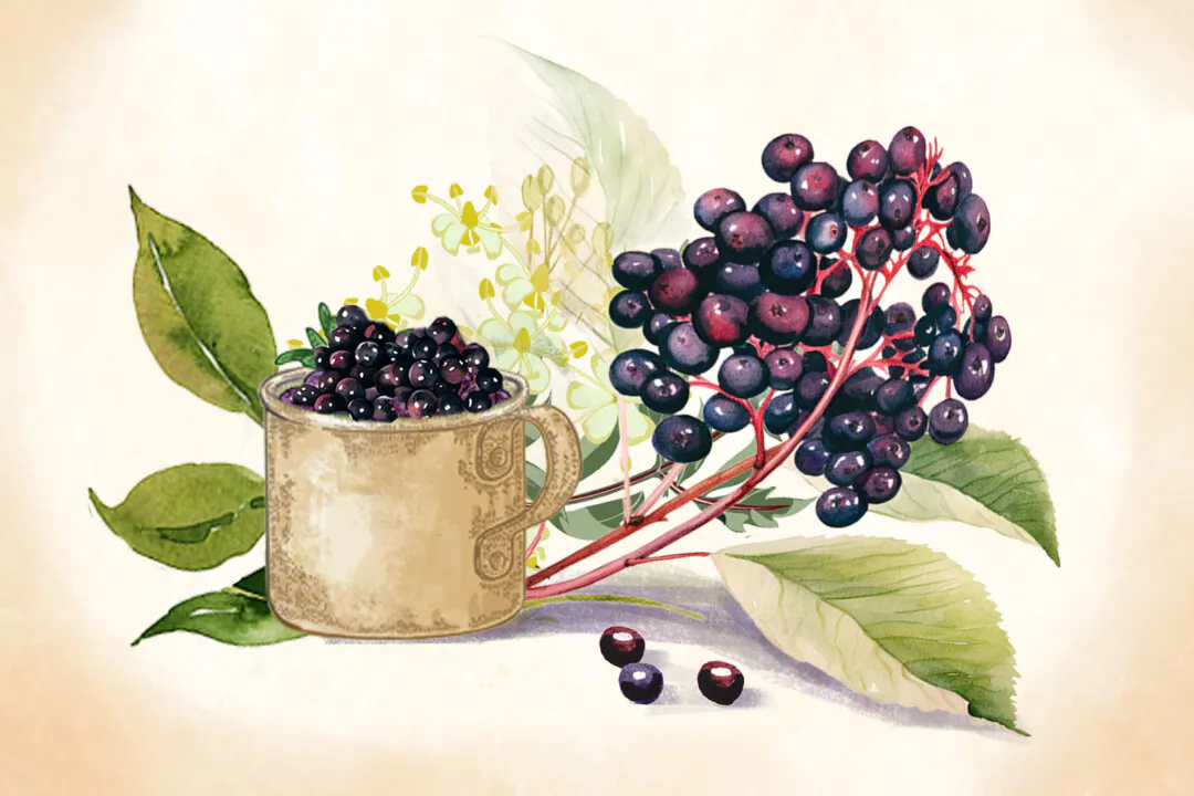 Elderberry has been used in traditional medicine for centuries. (Illustration by The Epoch Times, Shutterstock)
