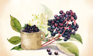 Elderberry: The Immunity Defender That Helps You Fight Cold and Flu