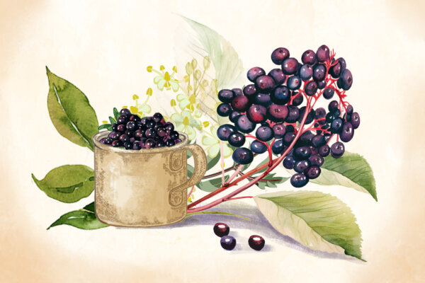 Elderberry: The 'Medicine Chest' That Helps Fight Colds and May Aid Chronic Conditions