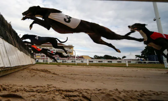 Victorian Greyhound Industry Shocked by Ban in New Zealand