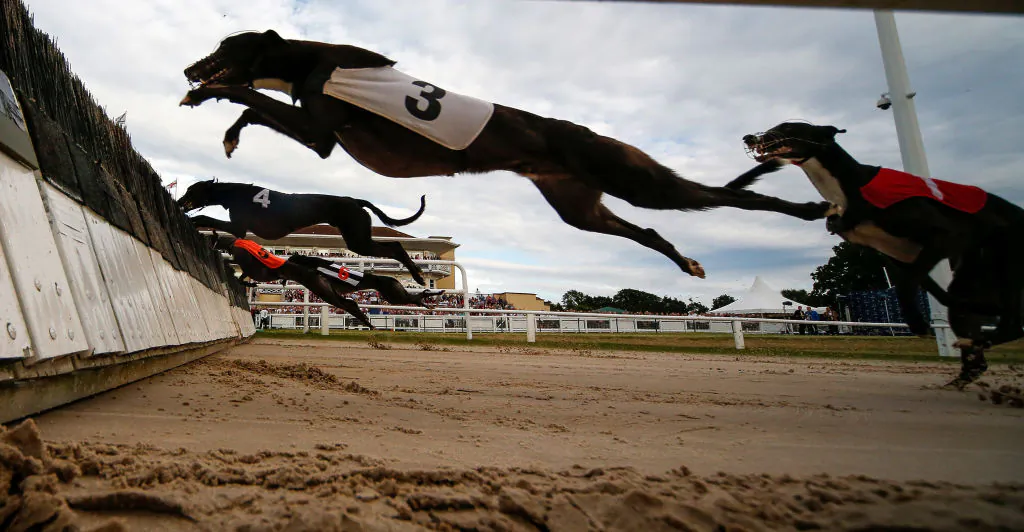 Hurdle race action at Towcester greyhound track in Towcester, England, on July 1, 2017. (Alan Crowhurst/Getty Images)