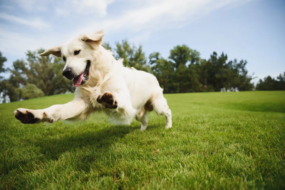 Pets that are kept slim will live healthier lives. (Olya_m/Shutterstock)