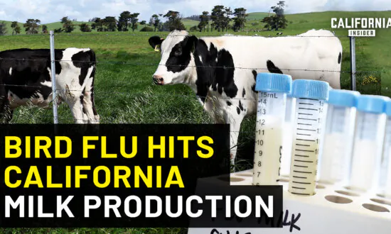 Here’s What You Need to Know About California’s Bird Flu Emergency | David Macedo