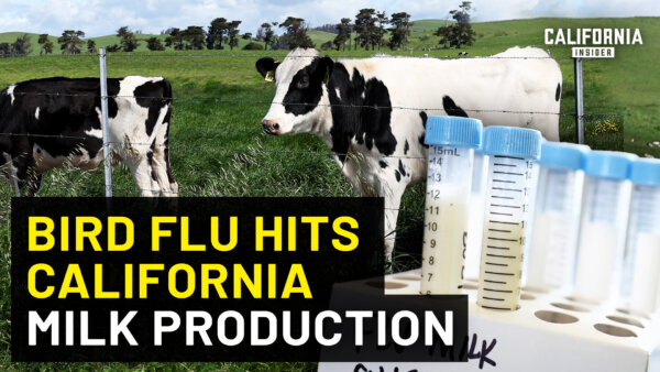 California's Bird Flu Emergency–What You Need to Know