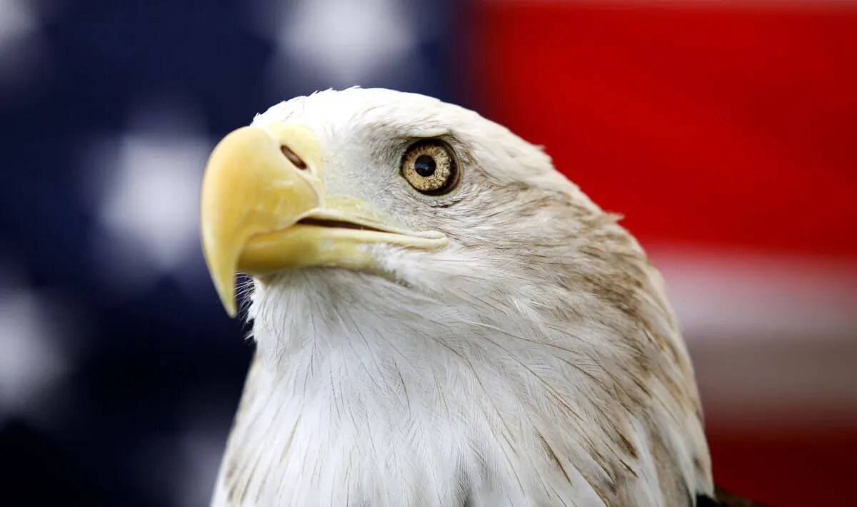 Uncle Sam, a 25-year-old bald eagle, sits on his perch in front of a U.S. flag before the Extreme Raptors Show at the Permian Basin Fair in the Ector County Coliseum fairgrounds in Odessa, Texas, on Sept. 11, 2013. (Edyta Blaszczyk/Odessa American via AP)
