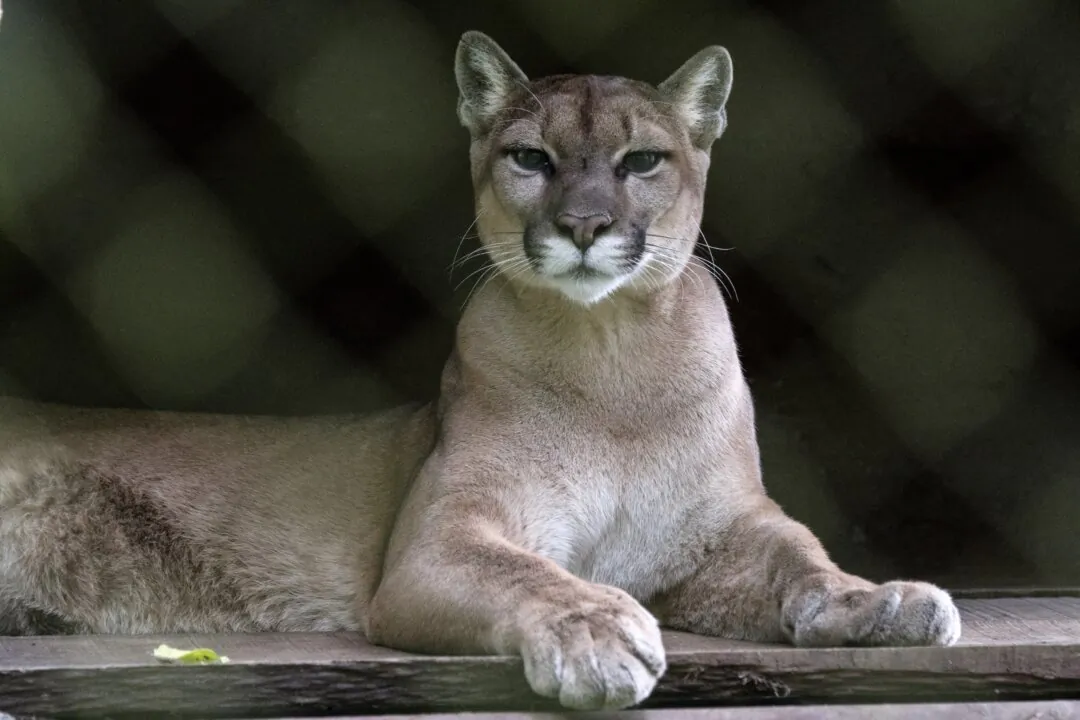 A cougar in a file photo. (Ezequiel Becerra/AFP via Getty Images)