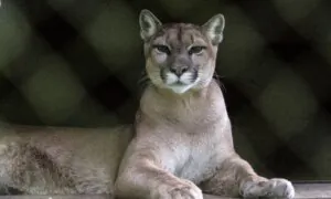 20 Big Cats Die in Bird Flu Outbreak at Washington State Sanctuary