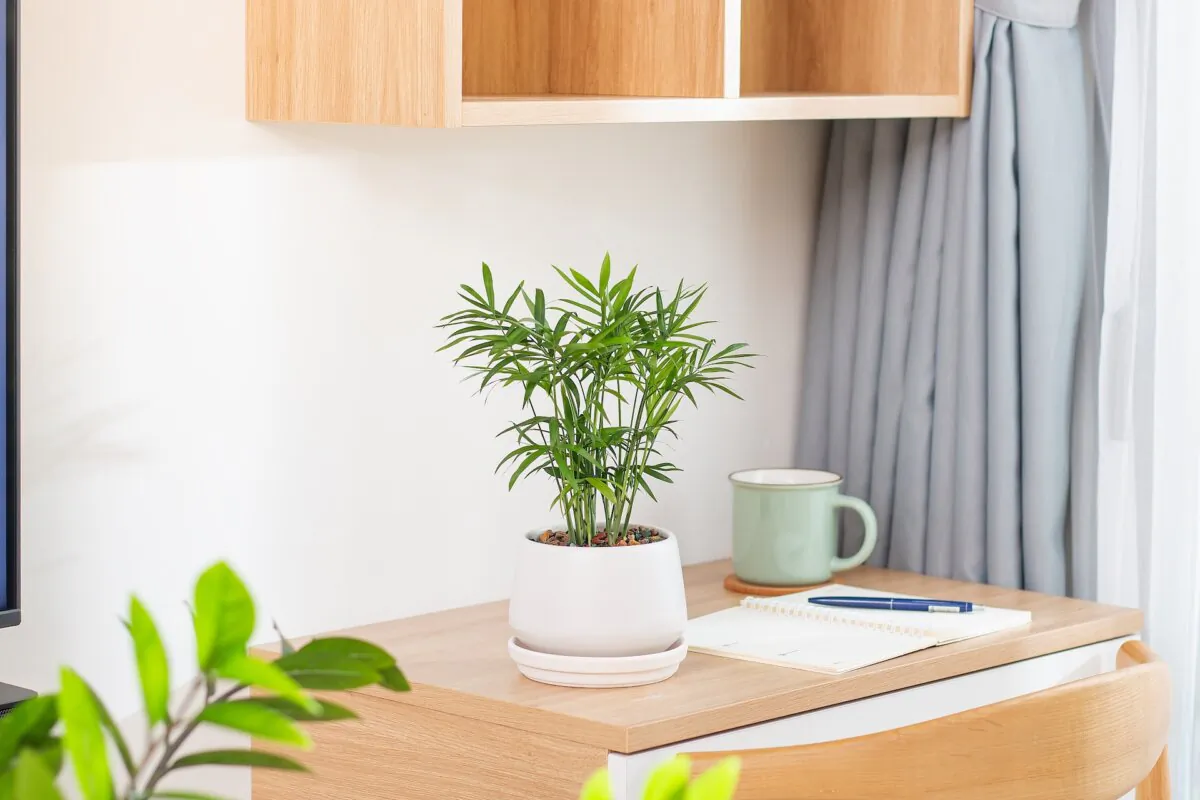 Parlor palm can be used in a tabletop planter or terrarium. (Mid Photographer/Shutterstock)