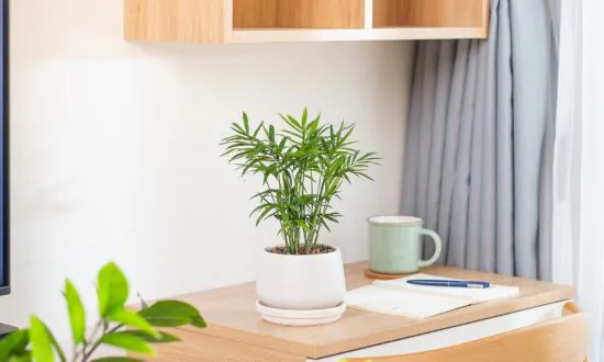 Gift Basket Plants