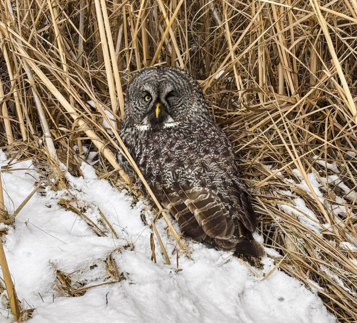 An injured great gray owl is seen off the side of the road in northeastern Minnesota—the first of two owls Annabell Whelan rescued on Dec. 23, 2024. (Annabell Whelan via AP)