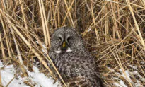 Snowy Owl Rescued From Car Grille by Minnesota Woman Who Saved Another Bird Hours Earlier