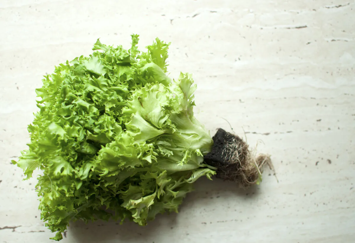 A bunch of green frisee salad. (Danshanin/Dreamstime/TNS)