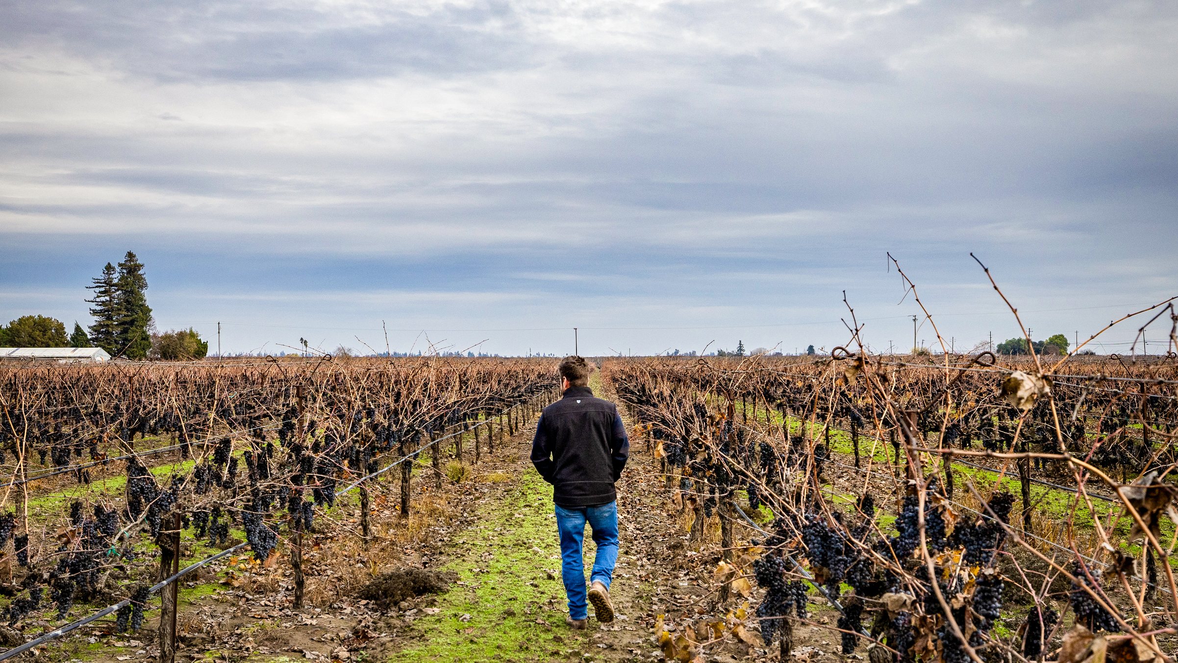 California Makes World-Class Wines, but Industry Pressures Are Leaving Grapes to Die