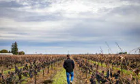 California Makes World Class Wines, but Industry Pressures Are Leaving Grapes to Die