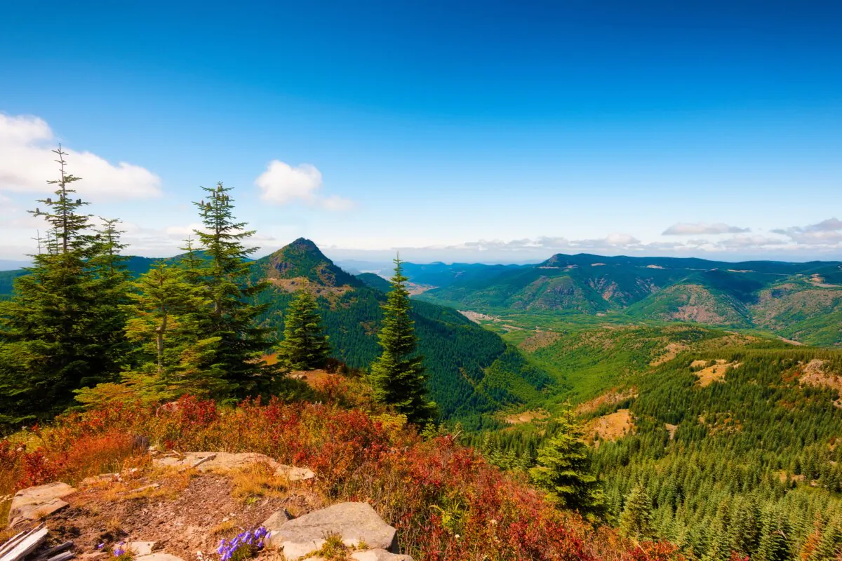 The Gifford Pinchot National Forest in Lewis County, Wash., in a stock photo. (Dee Browning/Shutterstock)