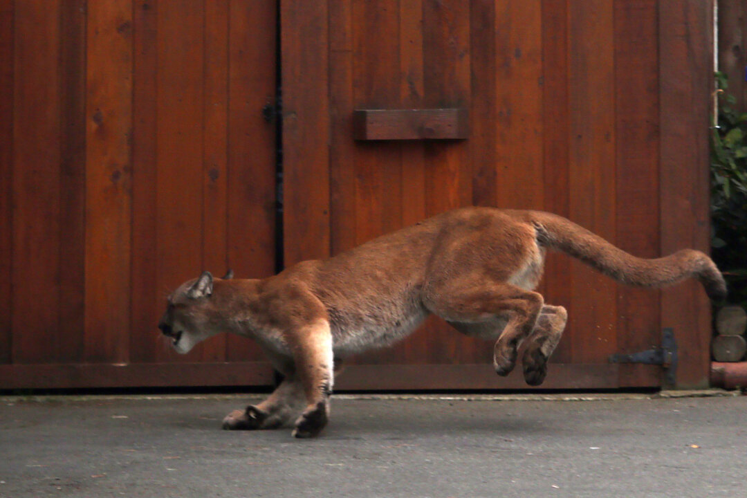 Rare Cougar Sighting Reported in Urban Vancouver, Far From Wilderness