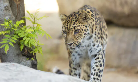 Critically Endangered Leopard Dies at Age 21 in California Zoo