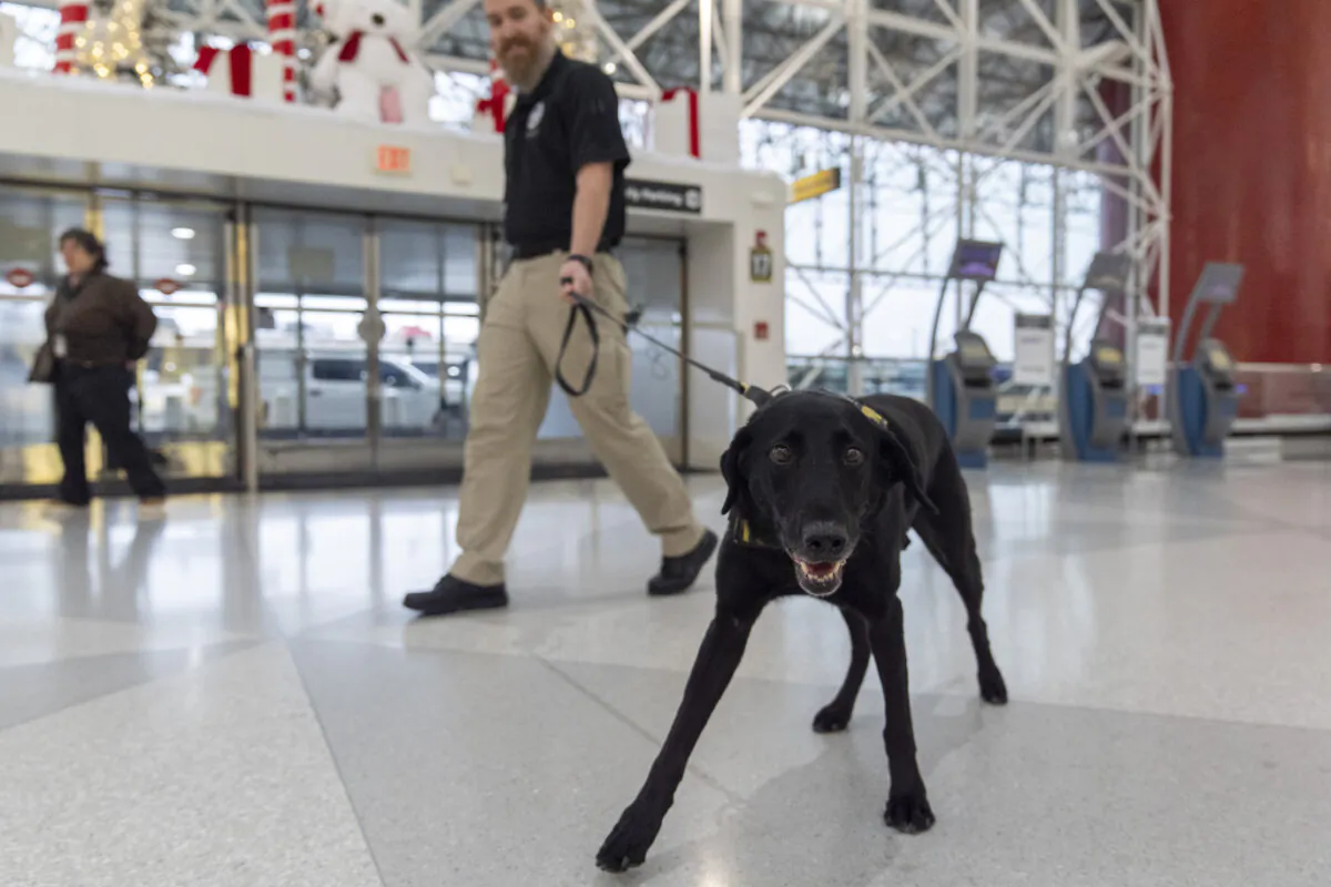 Argo, a Transportation Security Administration explosives detection canine, who works with handler Jonathan Lilly, walks through the ticketing area at Baltimore/Washington International Thurgood Marshall Airport, in Baltimore, on Dec. 9, 2024. (Stephanie Scarbrough/AP Photo)