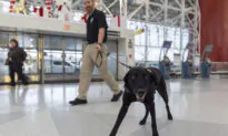 Argo the Dog, a TSA Calendar Star, Protects Air Travelers by Sniffing out Explosives
