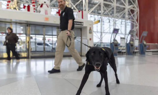 Argo the Dog, a TSA Calendar Star, Protects Air Travelers by Sniffing out Explosives