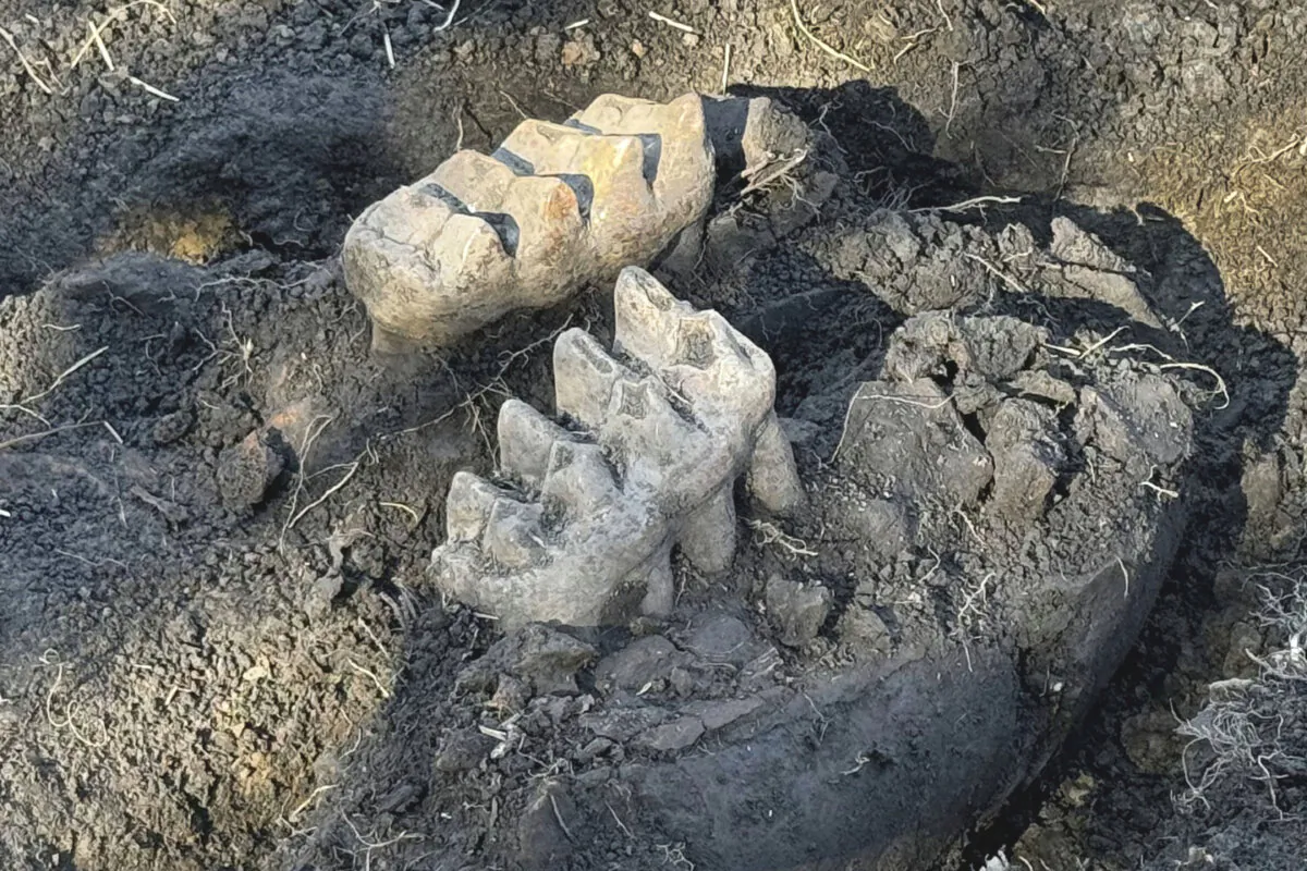 New York State Museum and State University of New York Orange staff unearthed a complete well-preserved mastodon jaw that were discovered by a man while gardening at his upstate New York home. (New York State Museum via AP)