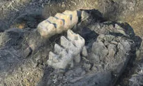 New York Man Finds Mastodon Jaw While Gardening in His Backyard