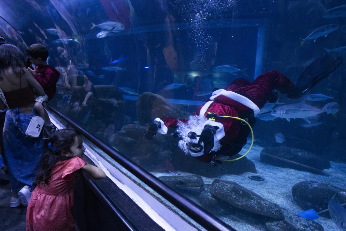 Diver Felipe Luna, dressed in a Santa Claus suit, swims upside down while waving to a visitor, inside a tank at the AquaRio Marine Aquarium as part of an annual Christmas tradition, in Rio de Janeiro, on Dec. 21, 2024. (Bruna Prado/AP Photo)