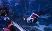 Santa Claus Joins Sharks for Holiday Swim at Rio de Janeiro Aquarium