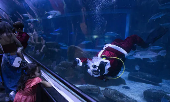 Santa Claus Joins Sharks for Holiday Swim at Rio de Janeiro Aquarium