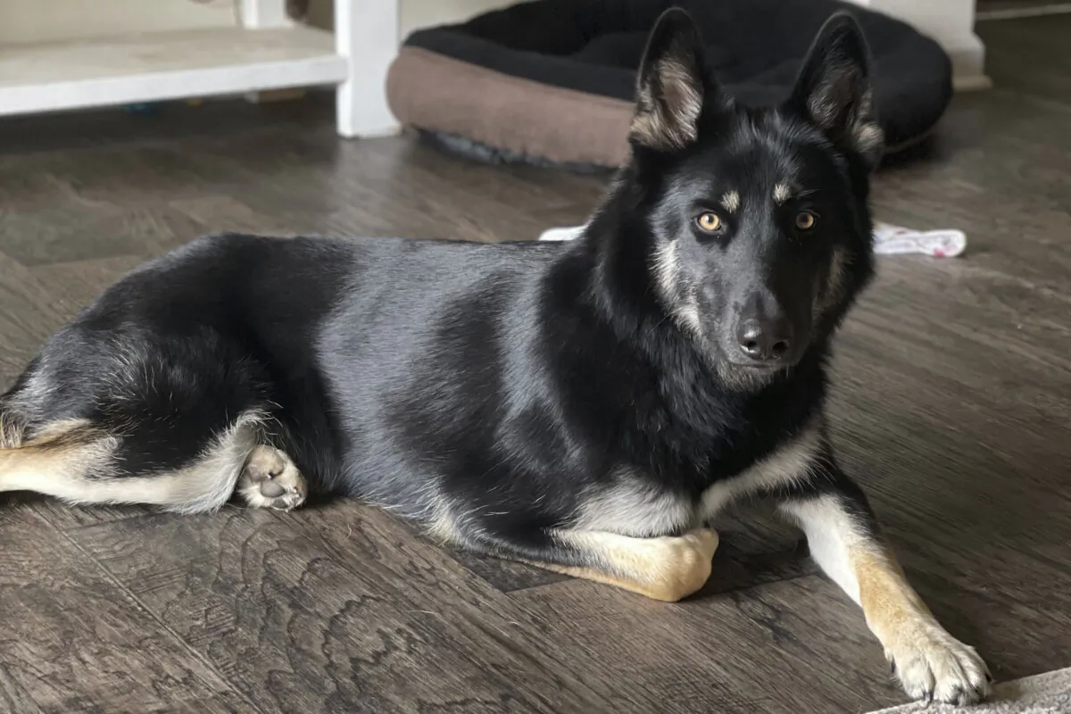 Athena, a 4-year-old German shepherd and husky mix, who returned home to her Florida family in the middle of the night on Christmas Eve 2024 by ringing the doorbell, ending a more than weeklong mass search among her community, on Dec. 27, 2024. (Brooke Comer via AP)