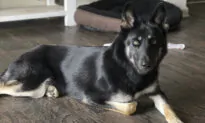 Missing Dog Returned to Family Home and Rang the Doorbell