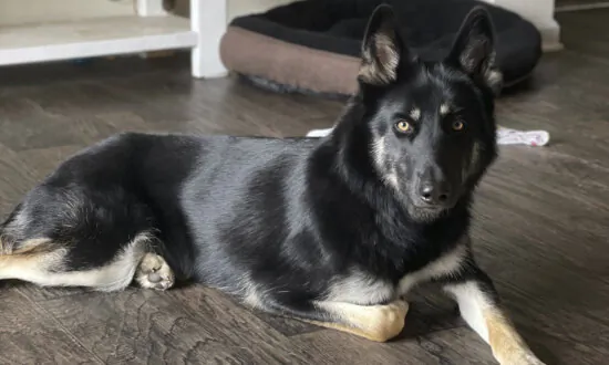 Missing Dog Returned to Family Home and Rang the Doorbell