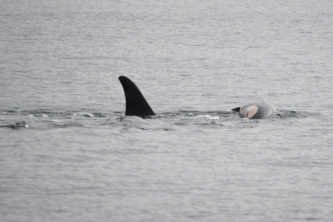 Orca That Carried Her Dead Calf for Weeks in 2018 Is Doing so Once Again