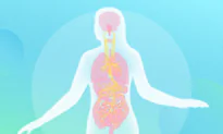 How the Vagus Nerve Controls the Health of Major Organs