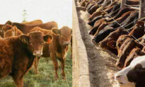 Grain-Fed vs. Grass-Fed Beef: What’s the Difference?