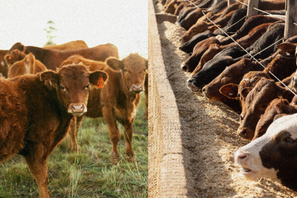 Grain-Fed vs. Grass-Fed Beef: What's the Difference?