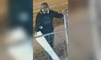 Search Ongoing for Man Linked to Vandalism Acts at Toronto Synagogue
