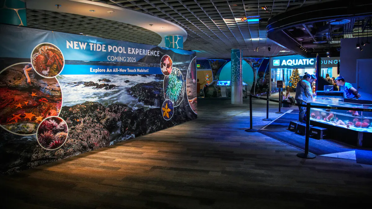 The Florida Aquarium is in the midst of a $45 million renovation. Coming in the spring of 2025 is a redesigned second-floor mezzanine with an expansive touch experience that triples the size of the current exhibit, a new tide pool water feature and an aquatic lounge for guests to relax with food and drinks. (The Florida Aquarium/TNS)