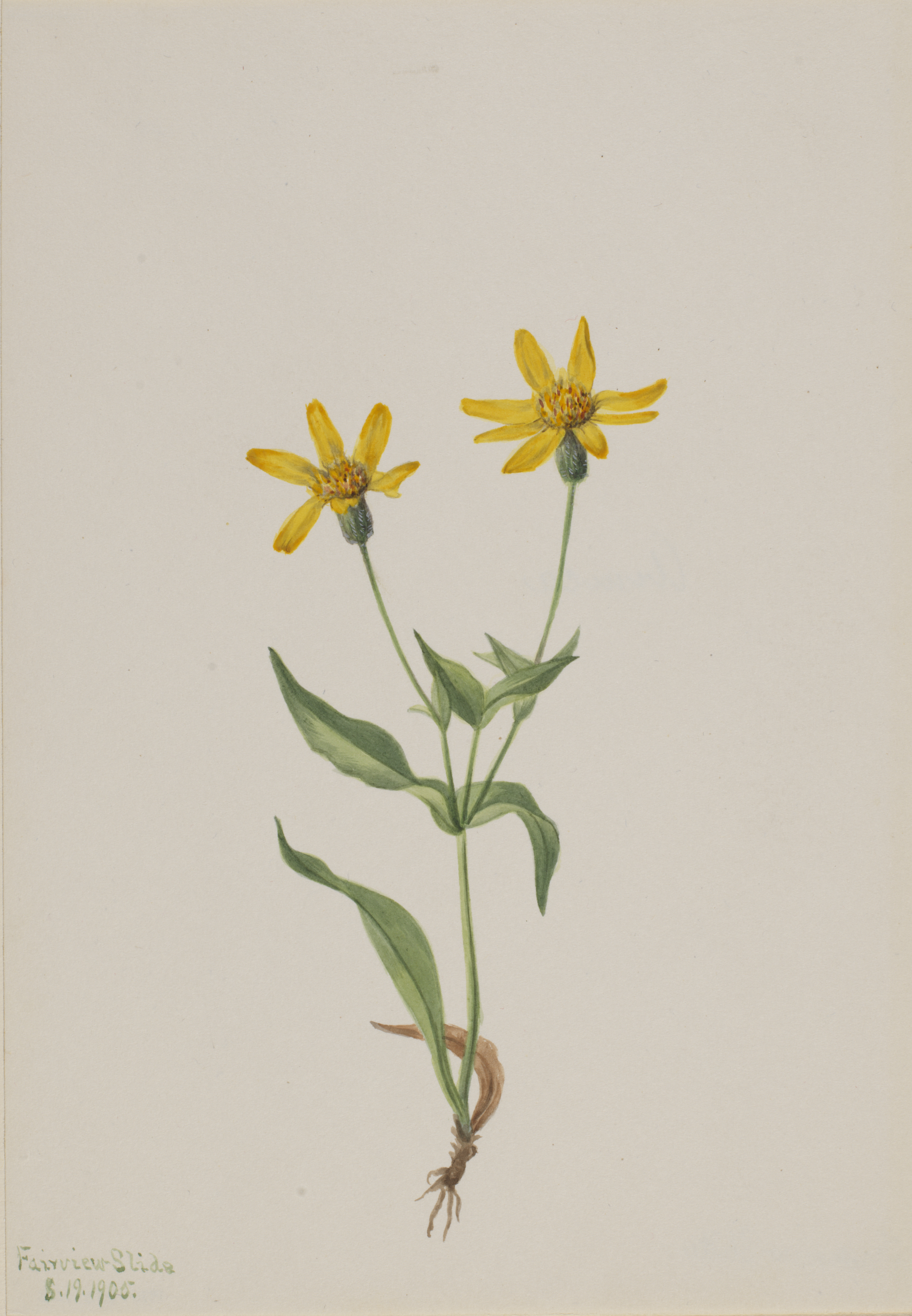 Mary Vaux Walcott