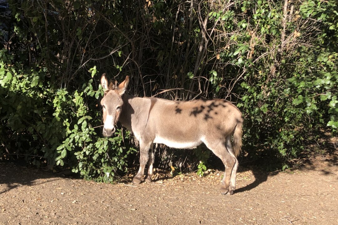 Miniature Donkey That Inspired ‘Donkey’ in Shrek Movies Dies at Age 30