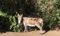 Miniature Donkey That Inspired ‘Donkey’ in Shrek Movies Dies at Age 30