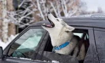 Canine Carsickness: Common but Treatable