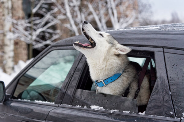 Canine Carsickness: Common But Treatable